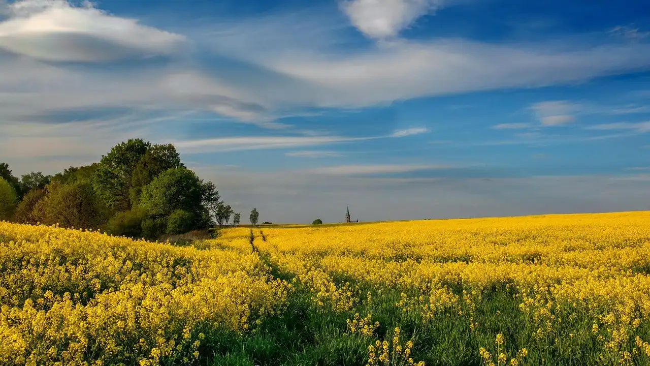 The 7 Polish Cases Explained In Simple Terms